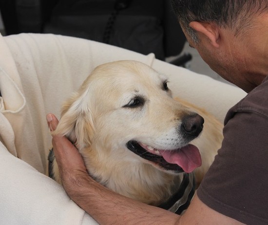 La médiation animale avec l&rsquo;association Azéa